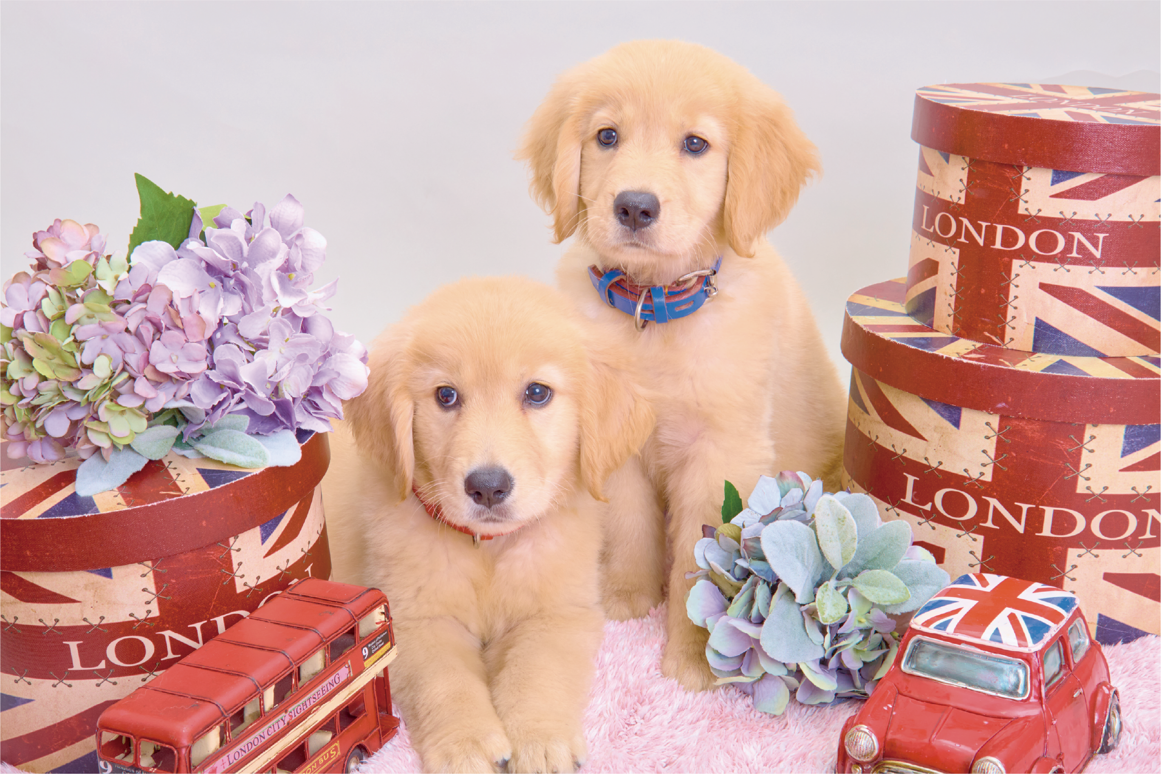 子犬と一緒のやさしい世界観イメージ