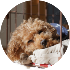 ケージやキャリーケース