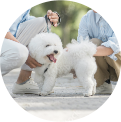 お散歩後の足拭き前に