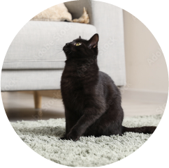 フローリングやラグ