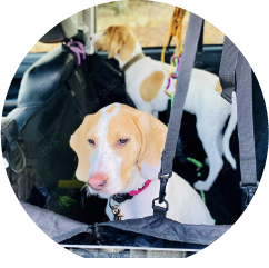 においが気になる車内など